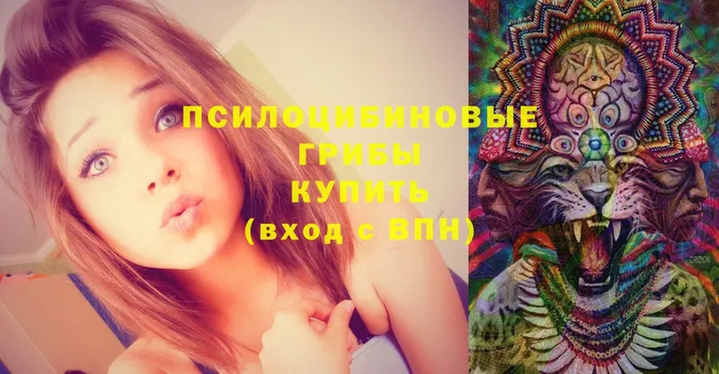 купить   Балабаново  Псилоцибиновые грибы Cubensis 